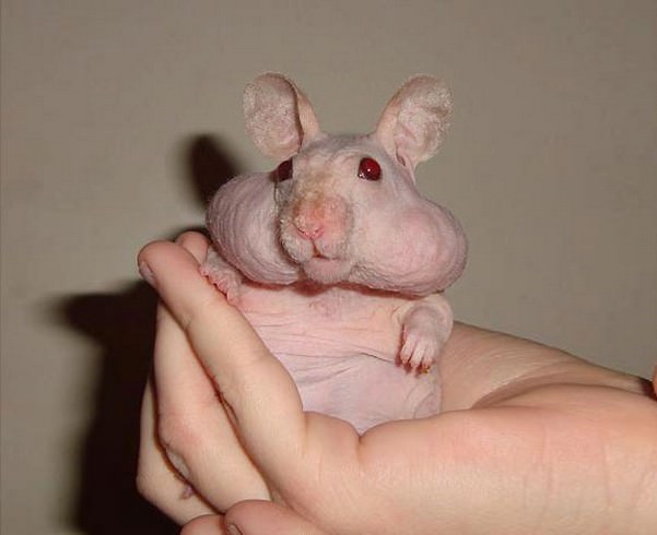 hairless animals