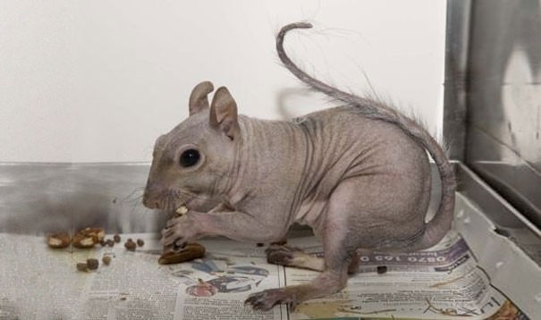 hairless animals