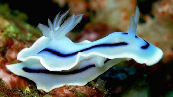 sea slugs