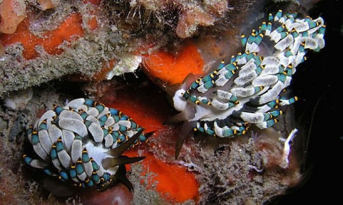 sea slugs