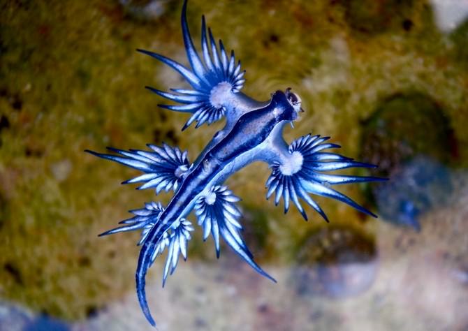 sea slugs