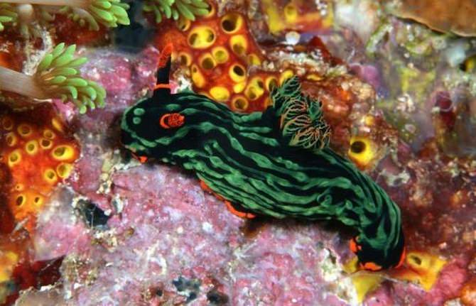 sea slugs