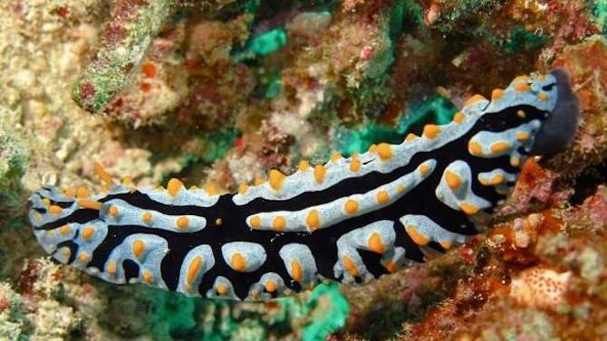 sea slugs