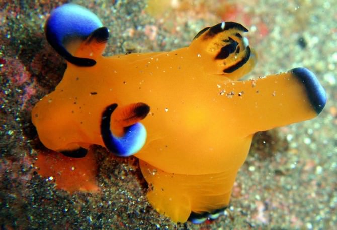 sea slugs