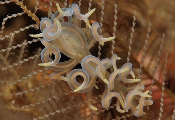 sea slugs