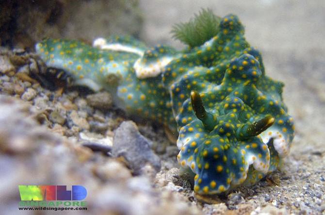 sea slugs