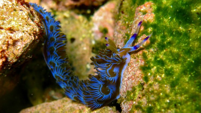 sea slugs