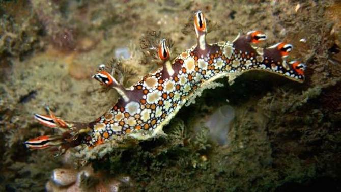 sea slugs