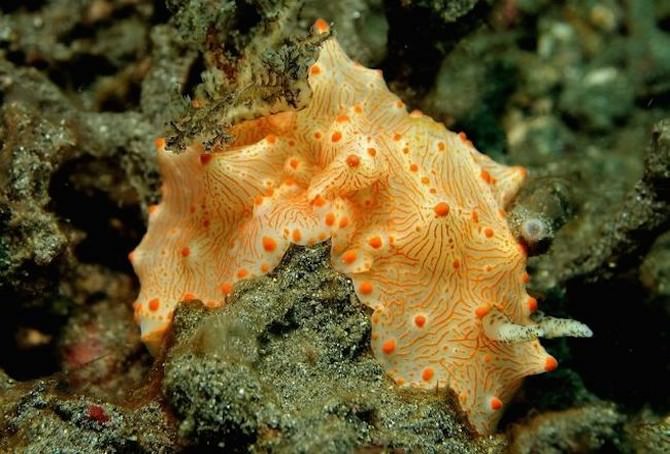 sea slugs