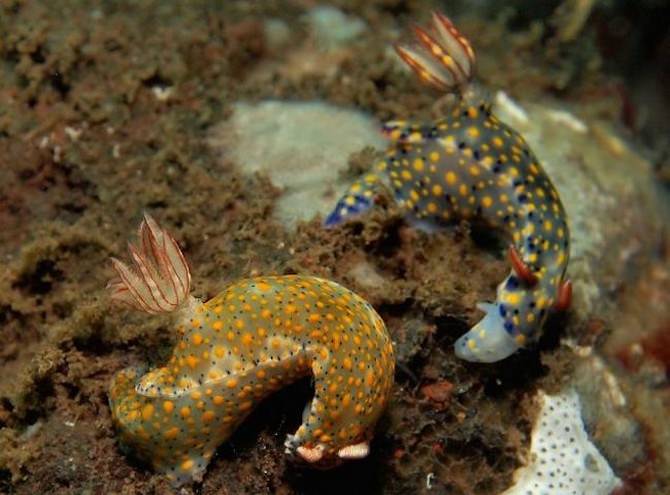 sea slugs