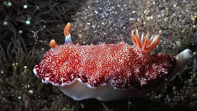 sea slugs