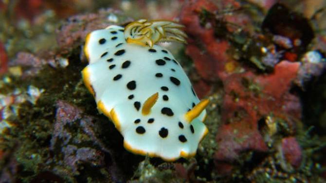 sea slugs