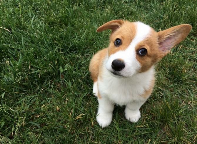 one ear pupppies