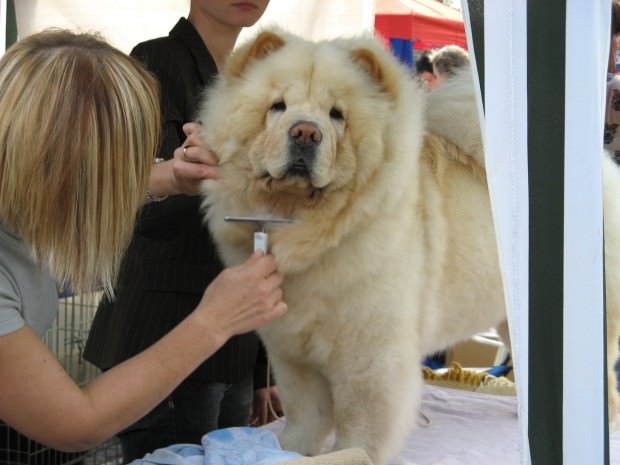 great hair dogs