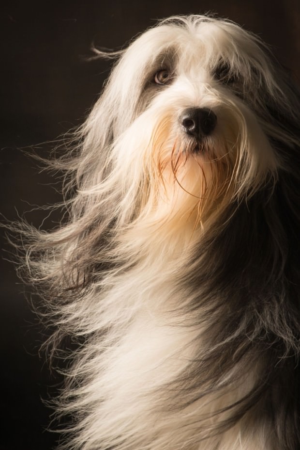 These Dogs Have the Best Hair Day, Every Day.