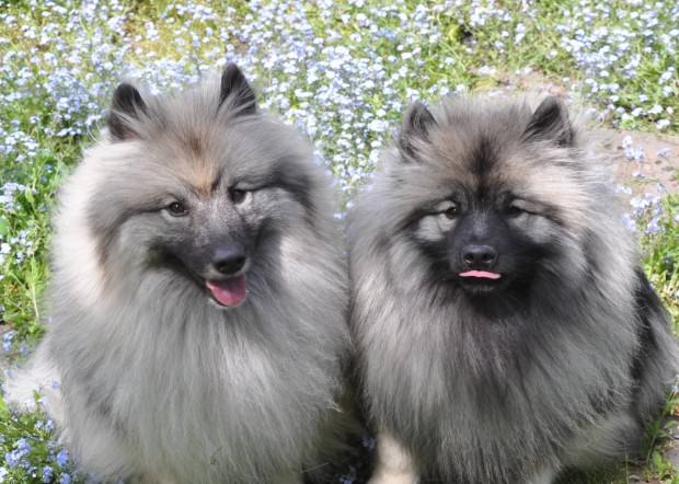 great hair dogs
