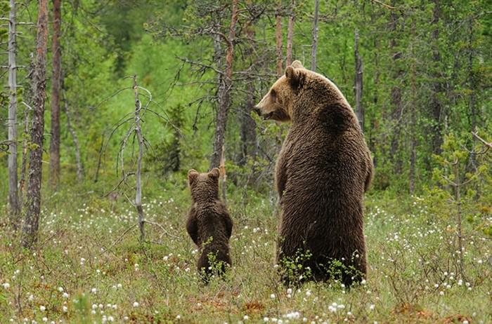 animal parenthood