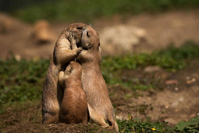 animal parenthood