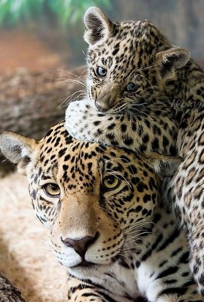 animal parenthood