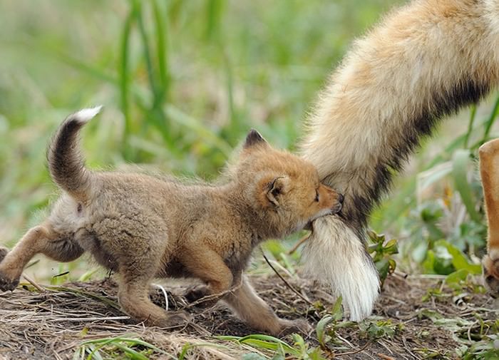 animal parenthood