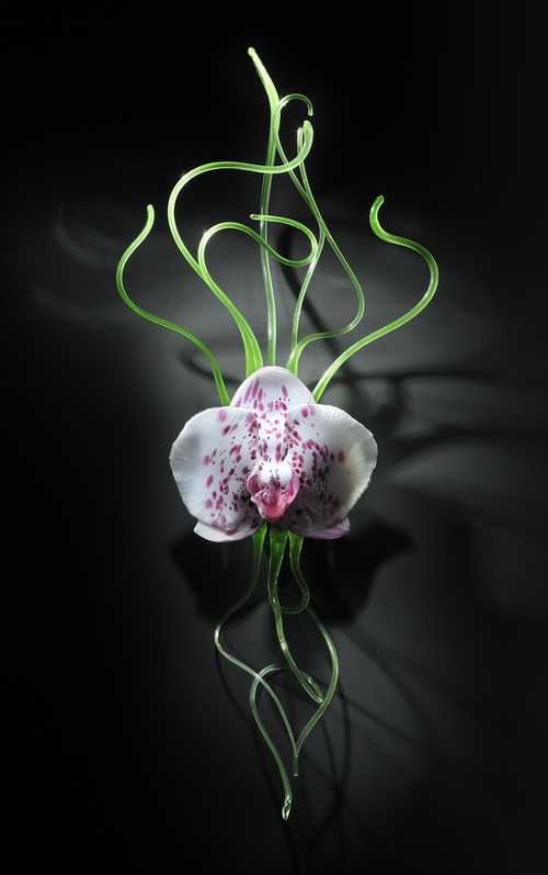 giant glass orchids by Jason Gamrath