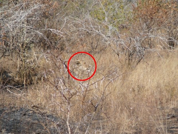 Can You Spot All of These Camouflaged Animals?