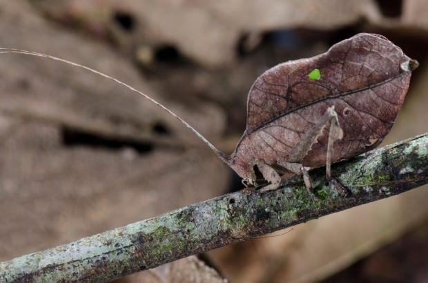 Camouflaged Animals