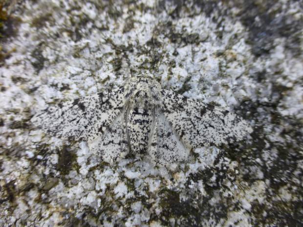 Camouflaged Animals