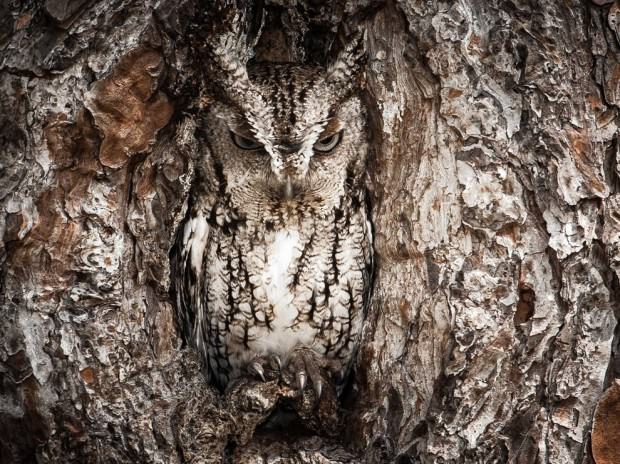 Camouflaged Animals