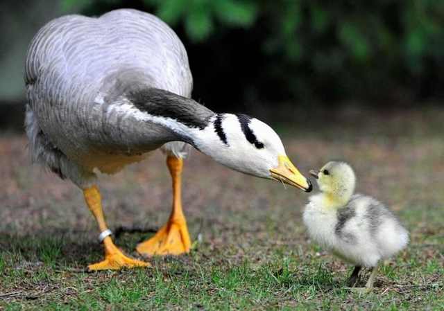 Animal Migrations