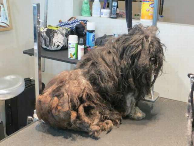 dog transformation haircut
