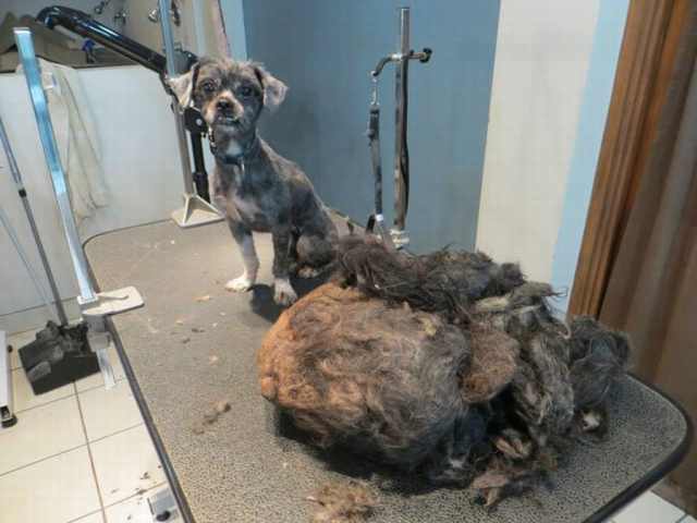 dog transformation haircut