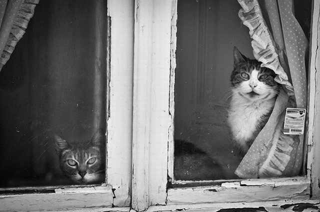 window cats