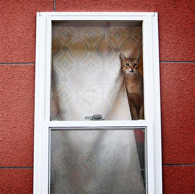 window cats