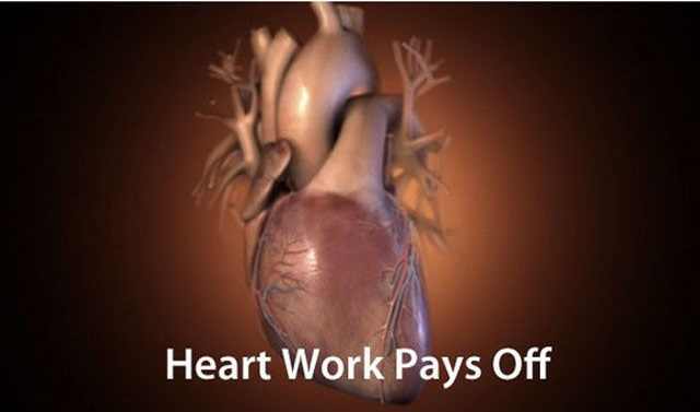 facts about the human heart