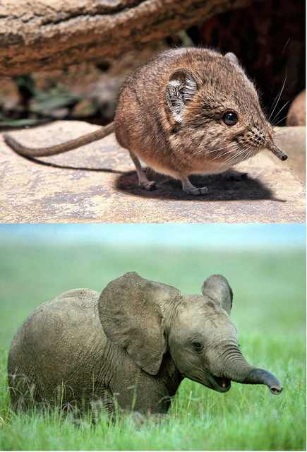 Cute & Surprising Animal Facts