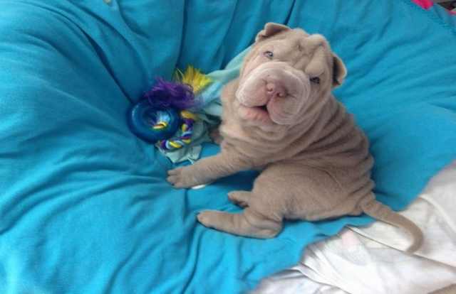 Wrinkled Puppies