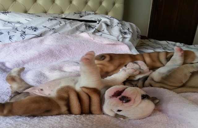 Wrinkled Puppies