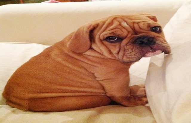 Wrinkled Puppies