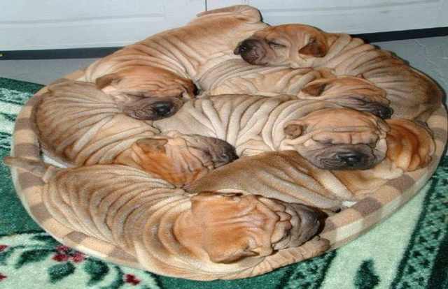 Wrinkled Puppies