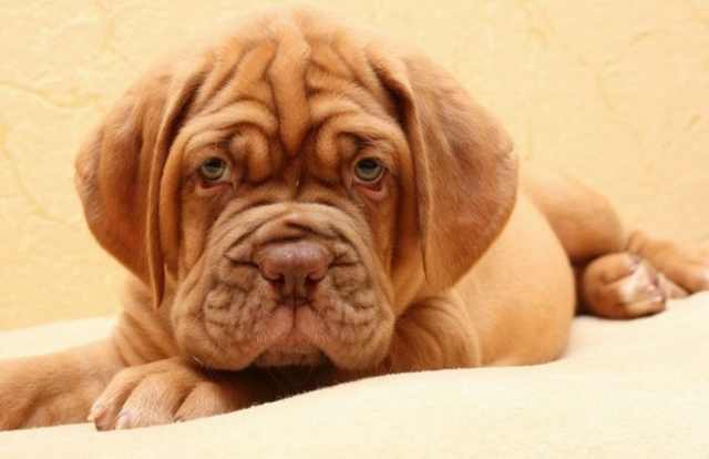 Wrinkled Puppies