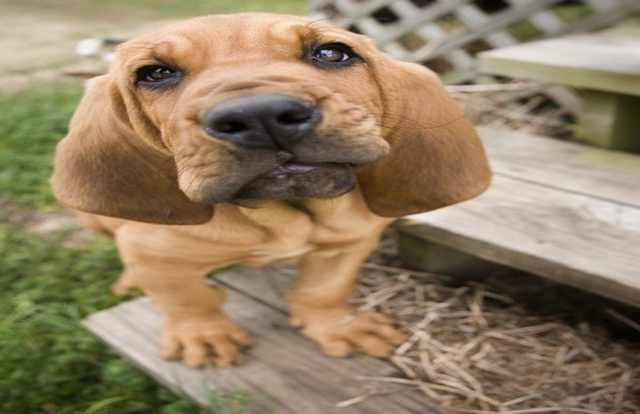 Wrinkled Puppies