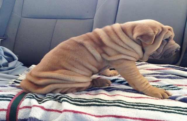 Wrinkled Puppies