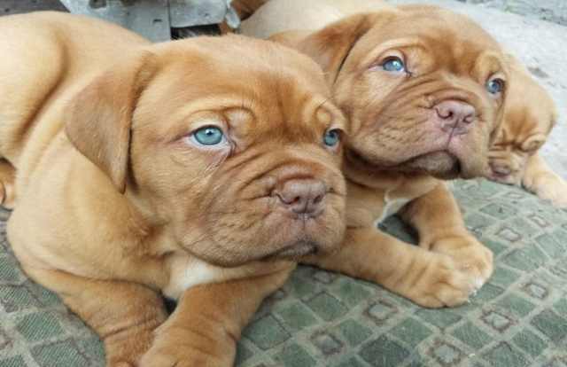 Wrinkled Puppies