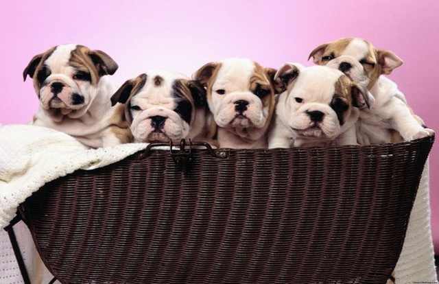 Wrinkled Puppies