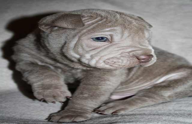 Wrinkled Puppies