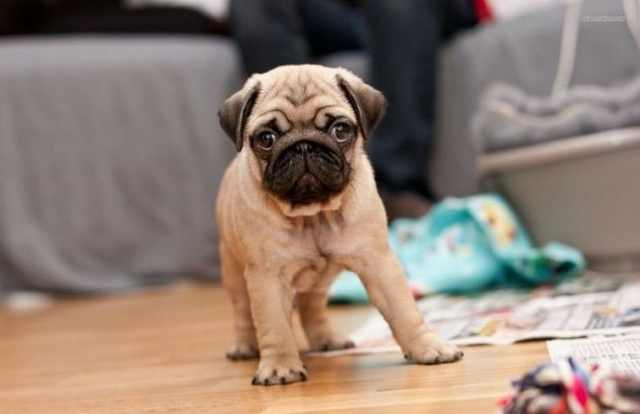 Wrinkled Puppies