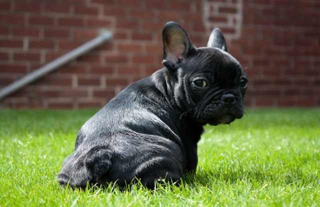 Wrinkled Puppies