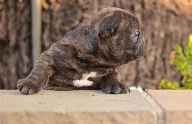 Wrinkled Puppies