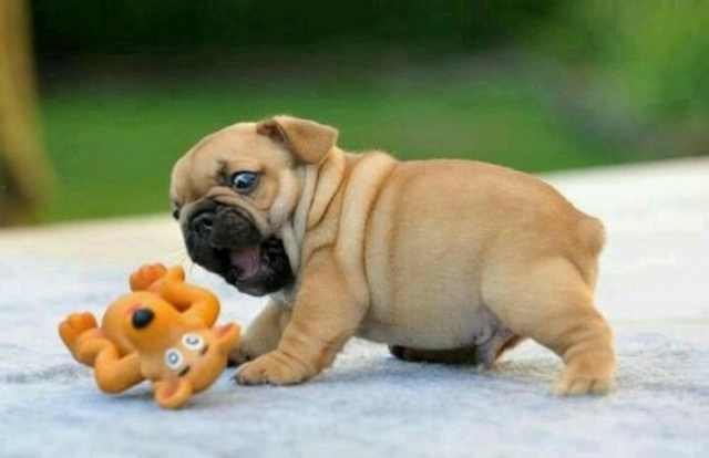 These Wrinkled Puppies Are Just Too Cute